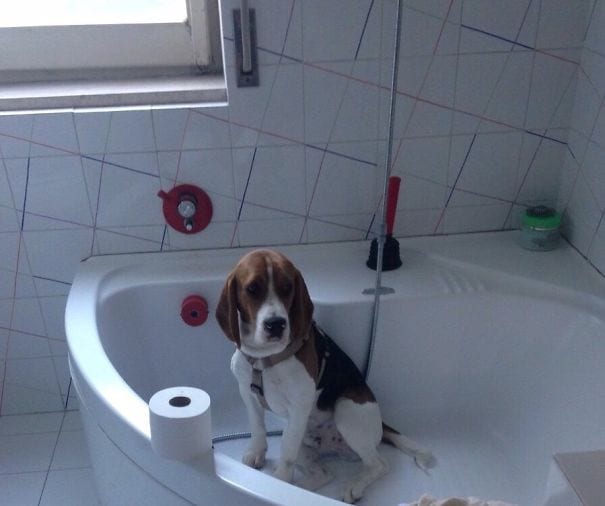 When the dog realises it’s bath time.