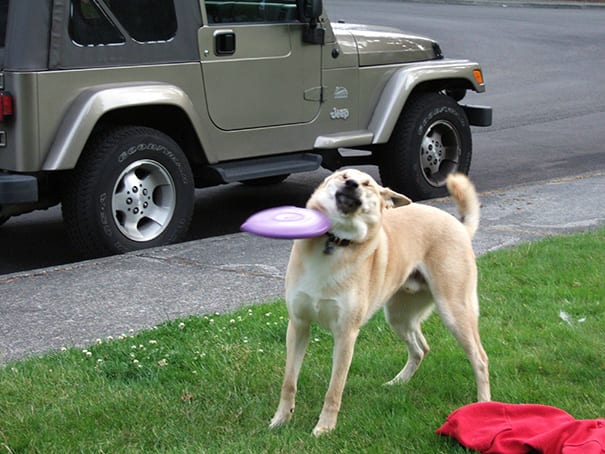 The dog is all of us and frisbee is the year 2020