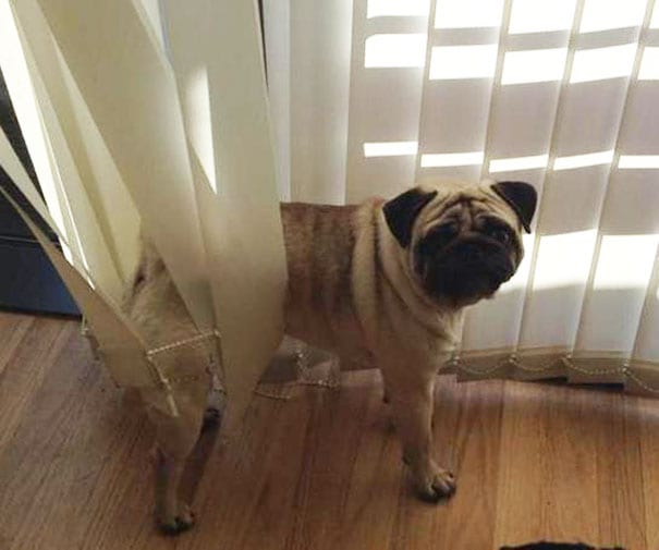 This little pug landed straight into trouble