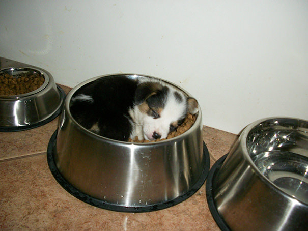She Likes To Sleep In The Bowl