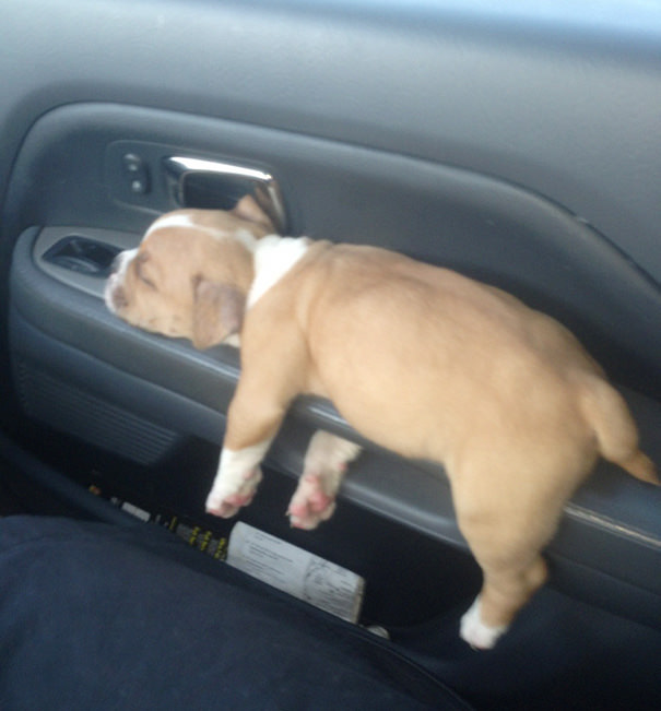 Peaches Sleeping On The Door Handle On Our Way Home