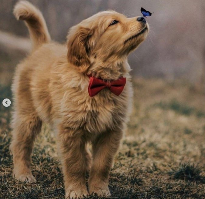 A pupper and a butterfly