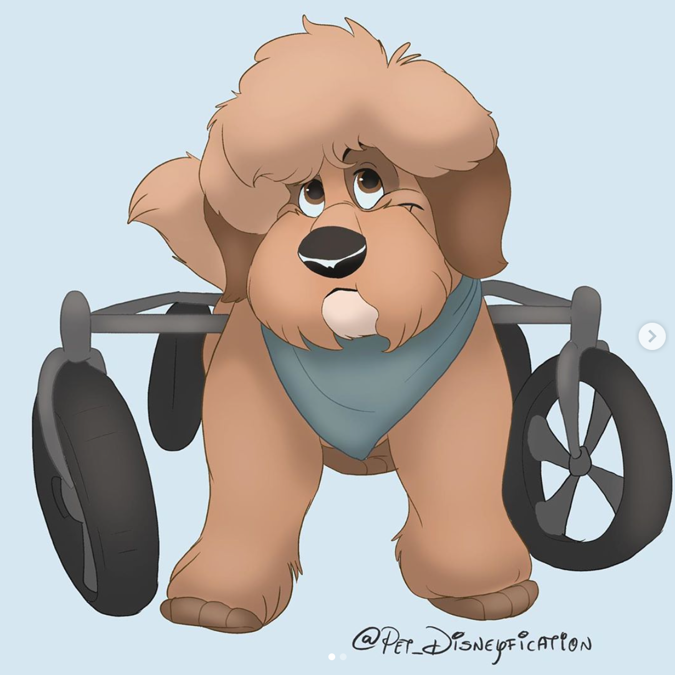 wheelchair doggy