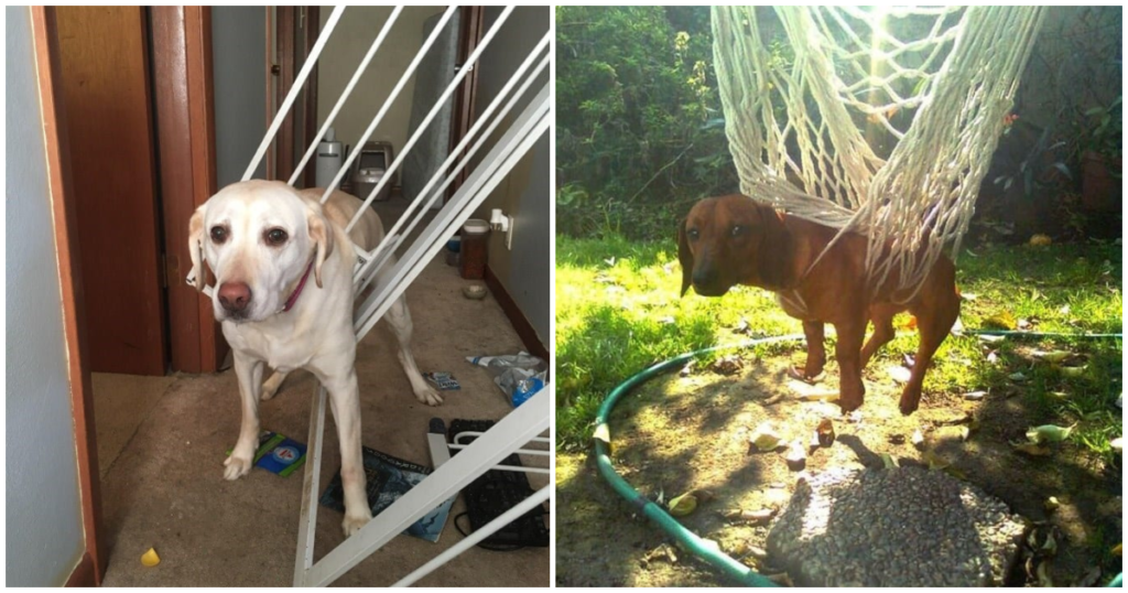 25 Dogs Who Got Stuck In Awkward Positions And Now Need Your Help