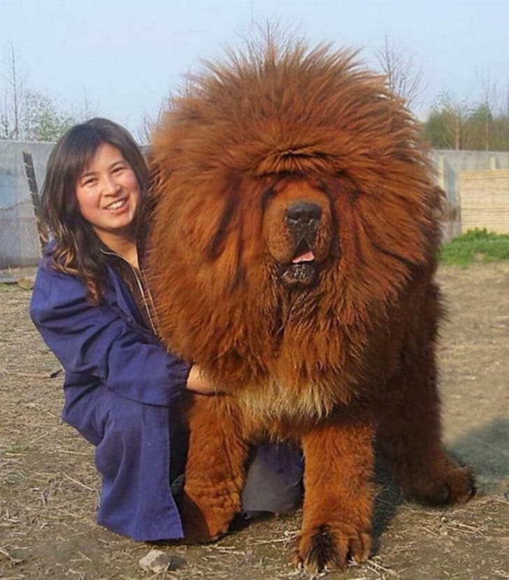 Just an average Tibetan Mastiff