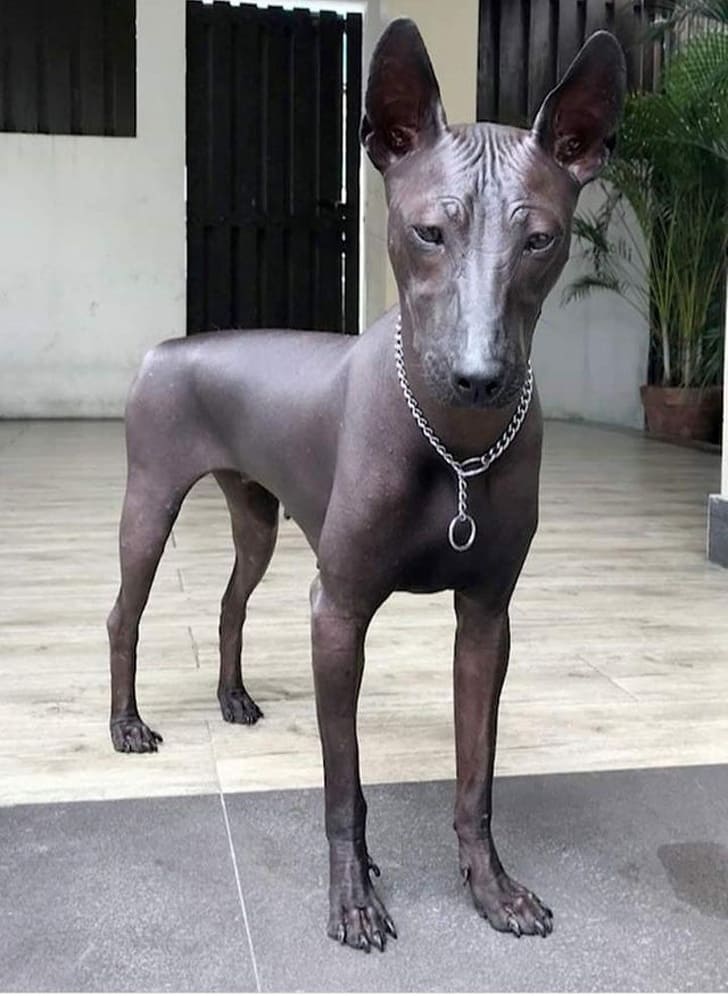 A Xoloitzcuintli is a Mexican hairless dog