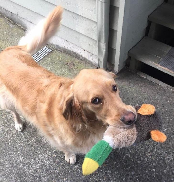 I can’t leave the house much due to health issues, so anytime my neighbor’s dog sees me, he runs back inside his house to bring me back out one of his favorite toys
