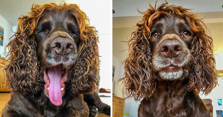 This dog could play a leading role in a Hollywood movie and win an Oscar