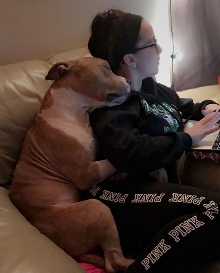 This adopted pit can’t stop hugging his new owner