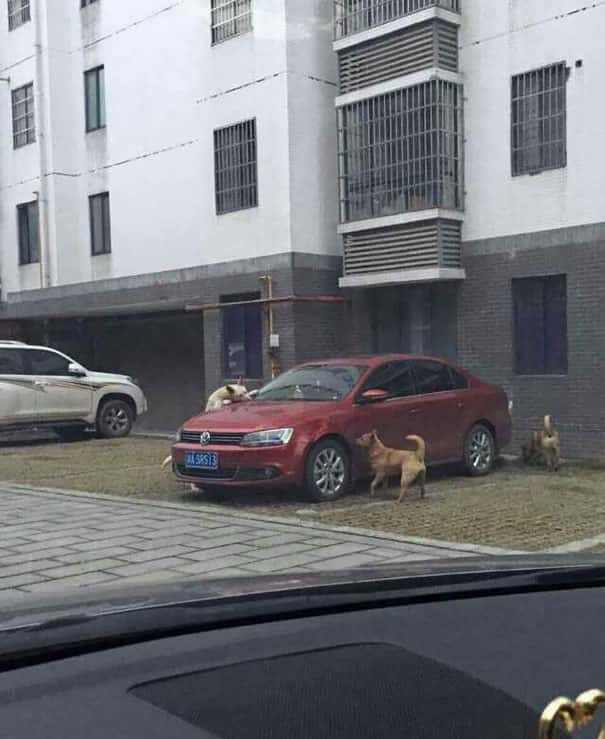 stray dog