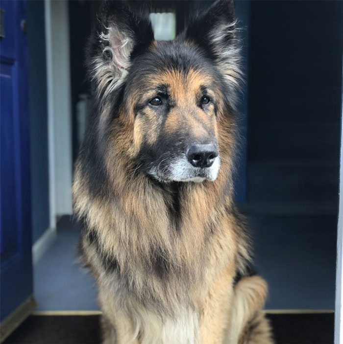 Old Dogs Are Cute Too - Meet Shadow