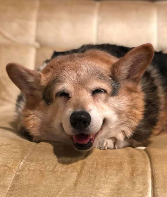 Here’s A Smile From Sadie The 15 Yr Old Corgi