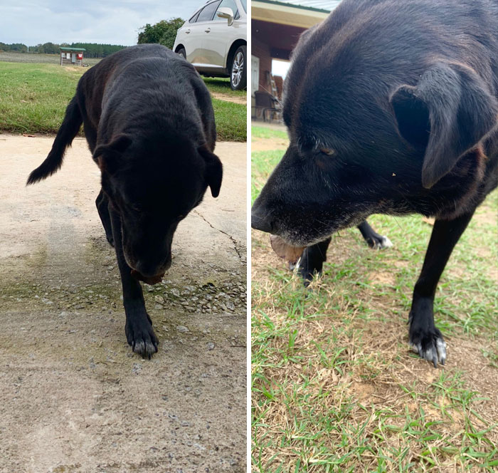 This Is Maggie, My Grandads Old Girl. She Doesn’t Get As Much Attention Anymore But She Always Brings You A Leaf.