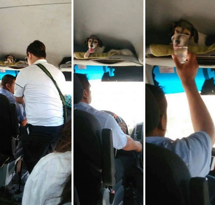 Senior Dog Owner Is A Bus Driver. Doggo Goes With Him To Work Every Day