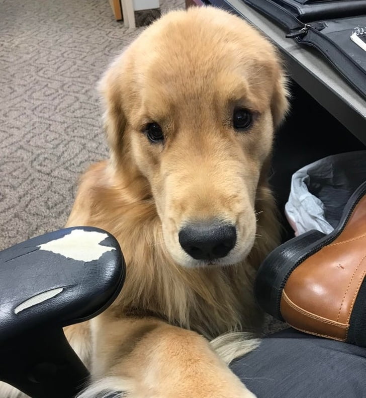 When you’re having a ruff day at work, but the office doggo is there for you