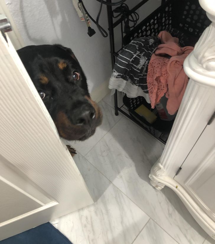 My dog (Kara) is just checking to see if I’m alive in the bathroom