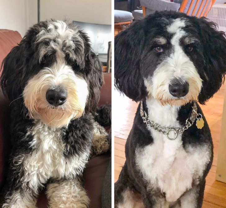 Every time Luna gets a haircut I feel like I have the wrong dog