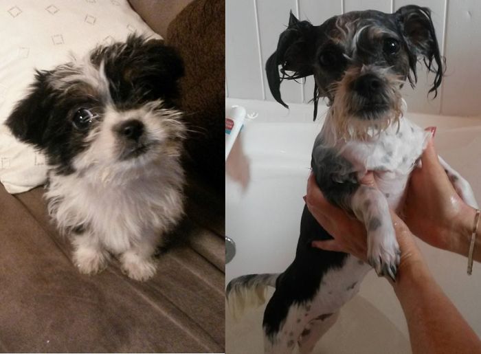 Before Vs. After Bath Pic