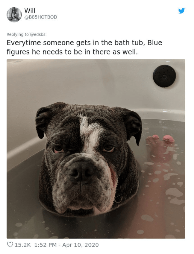 I thought dogs hated baths