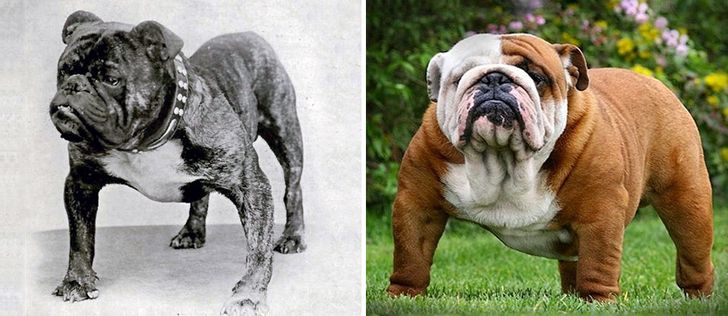 English Bulldog