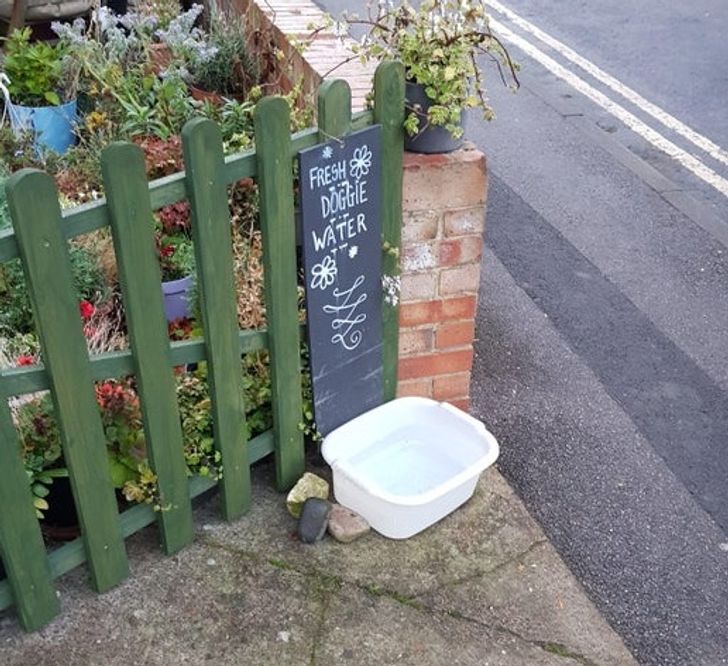 A nice person on my way to work fills this bowl up for random dogs to drink from