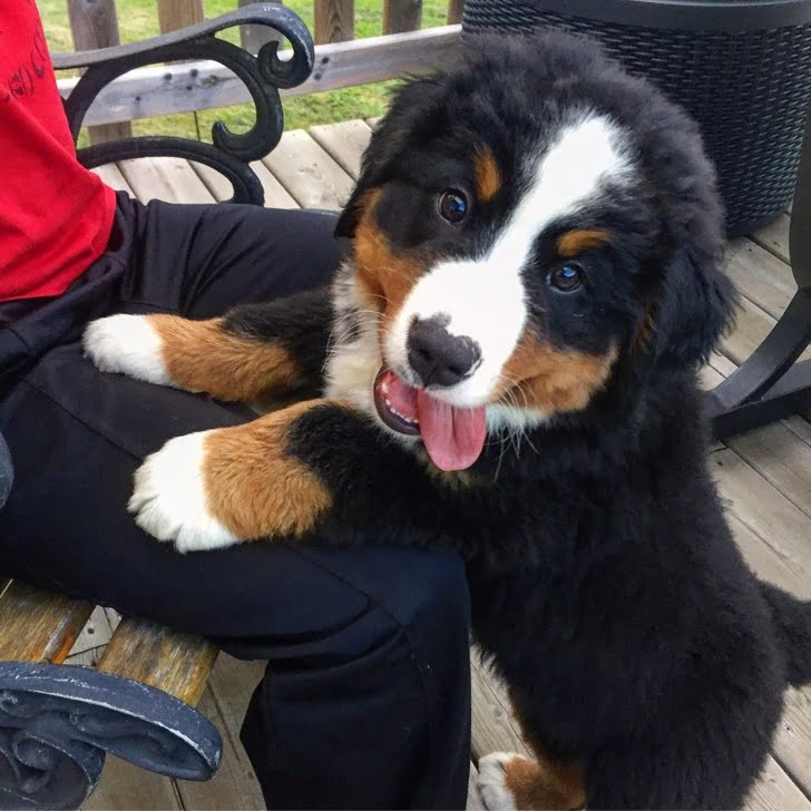 This fluffy thing thinks it’s a dog, but we all know it’s a happy cloud