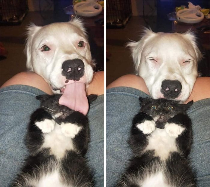 Deaf and blind dog comforting rescue animals