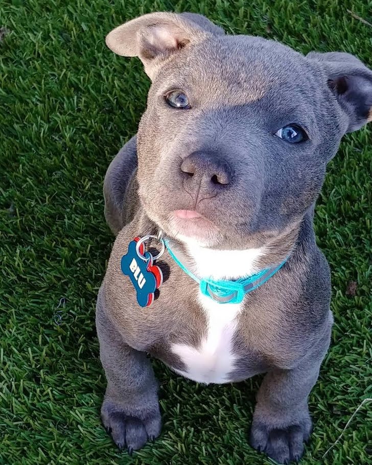 This is Blu. Blu alone is enough reason to have dogs