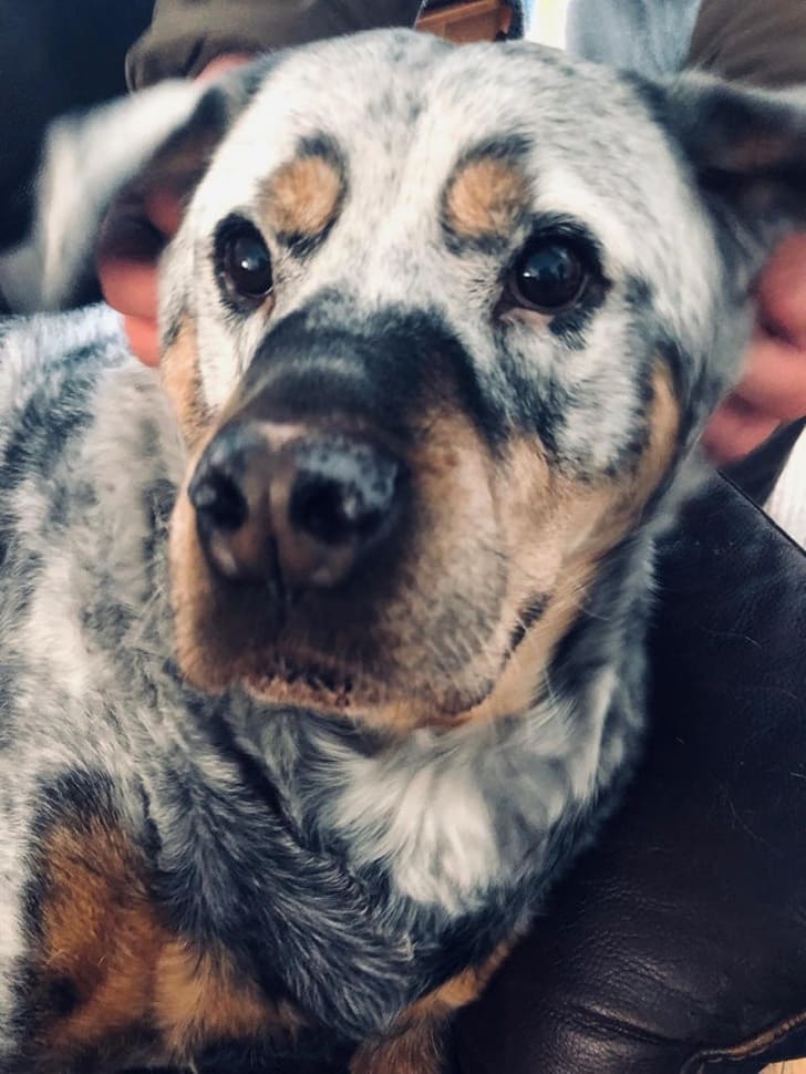 This is Brick, an 11-year-old rottweiler with vitiligo