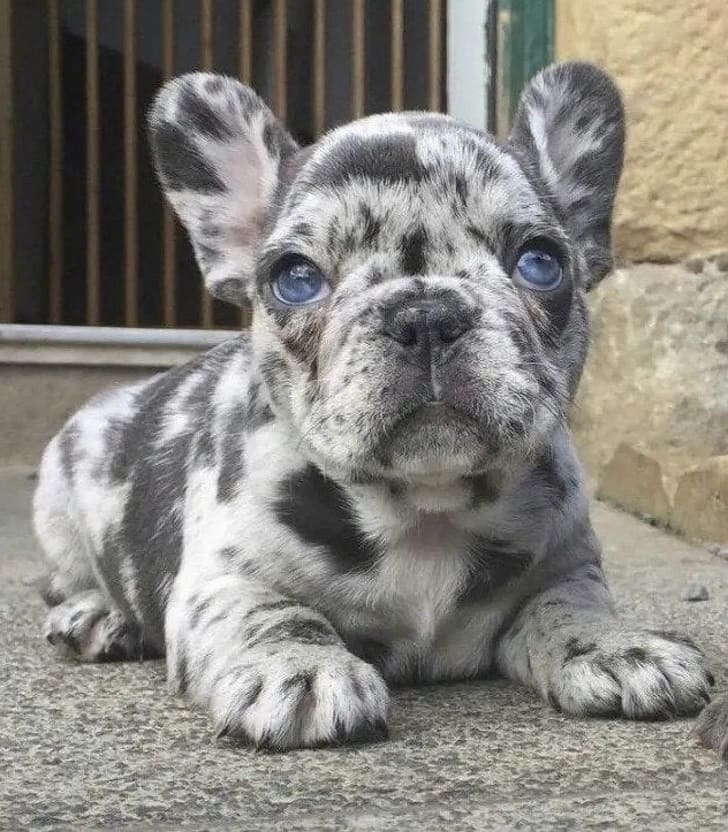 This french bulldog has piercing eyes