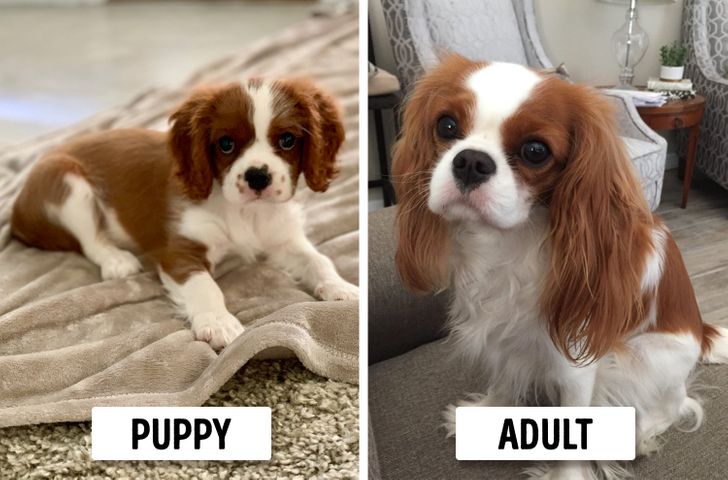 Cavalier King Charles Spaniel