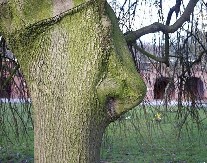 Have you ever seen a tree with a nose
