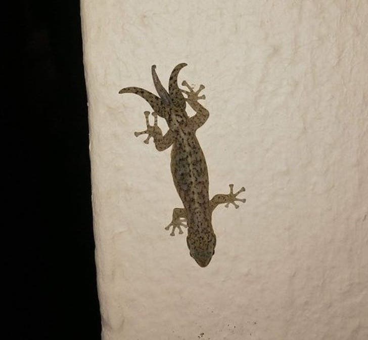 A gecko with a trident-shaped tail!