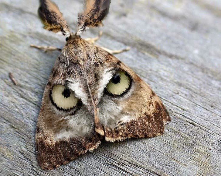 There is a set of owl’s eyes on this moth’s back!