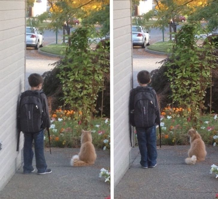 Our cat waits outside every morning to be with my son while he waits for the bus