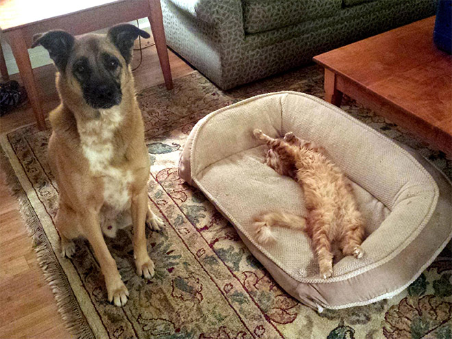 Cats Who Stole Dog Beds