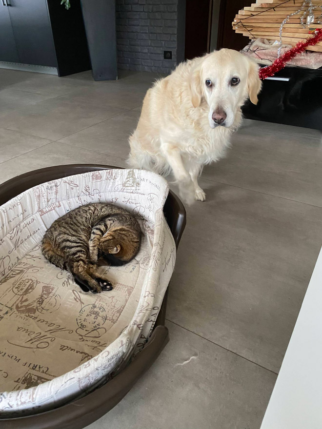Cats Who Stole Dog Beds