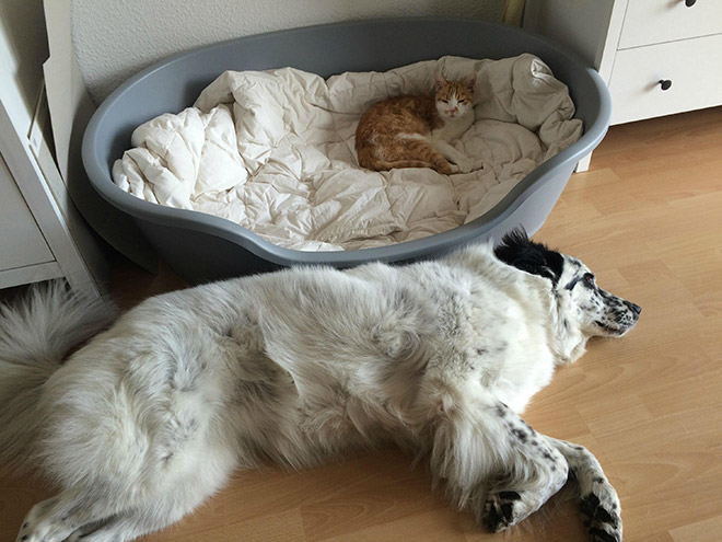 Cats Who Stole Dog Beds