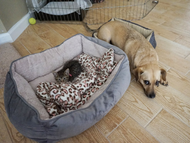 Cats Who Stole Dog Beds