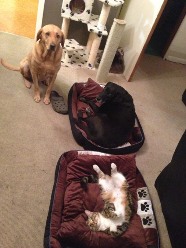 These Jerk Cats Stole Dog Beds