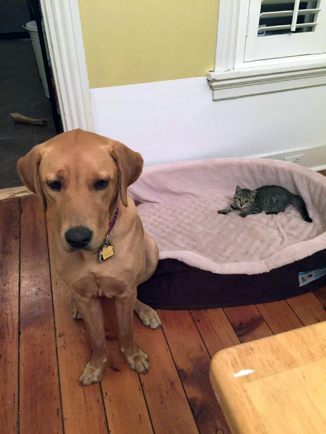 Cats Who Stole Dog Beds