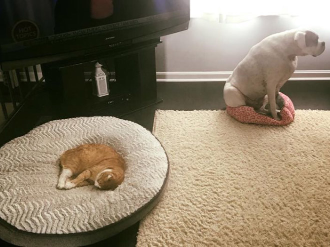 Cats Who Stole Dog Beds