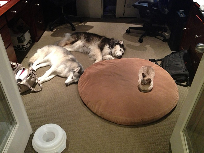 Cats Who Stole Dog Beds