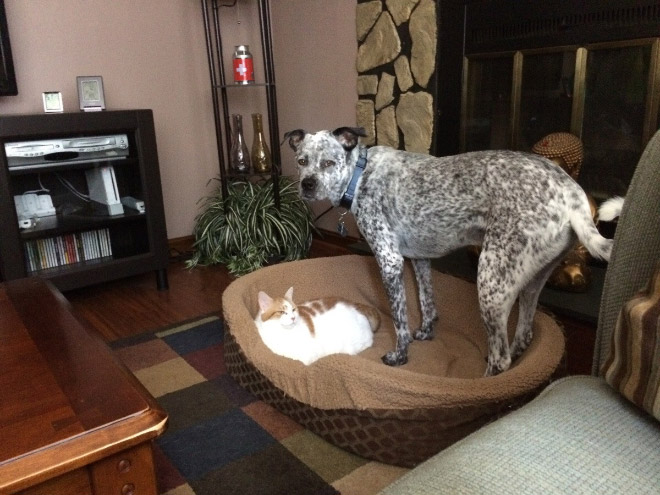 Cats Who Stole Dog Beds