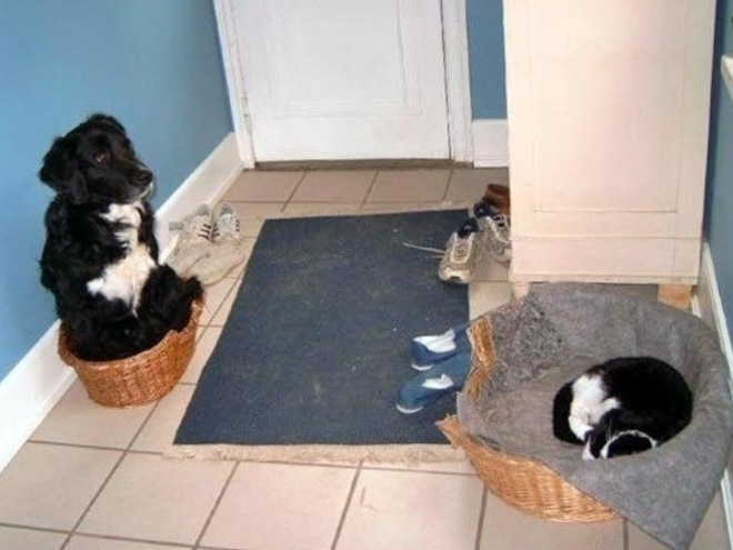 Cats Who Stole Dog Beds