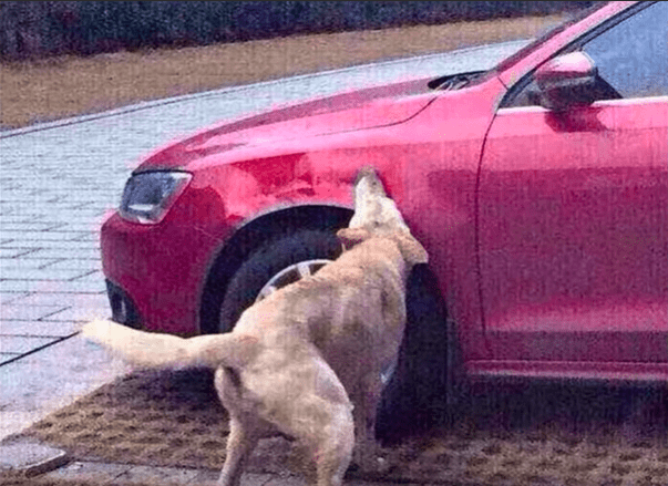 dog and car