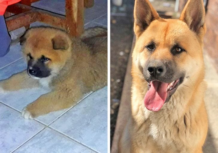 I was told that this was a chow-chow, and we didn’t think he’d grow up to be so big