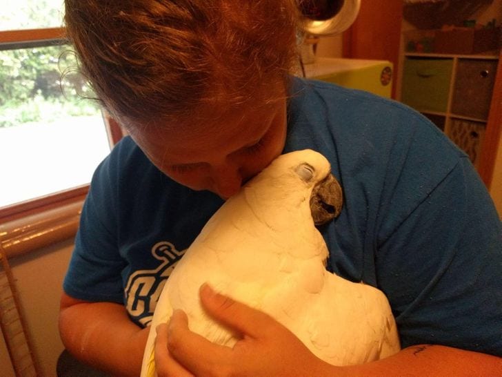 My sister left for a week, this is how her cockatoo greeted her when she got back!