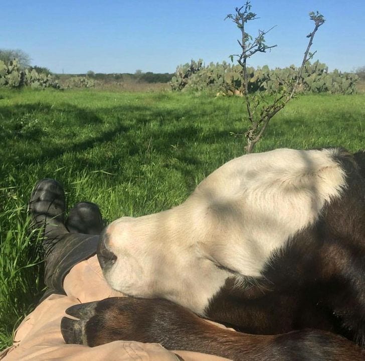 Cows will be your friend if you treat them nicely