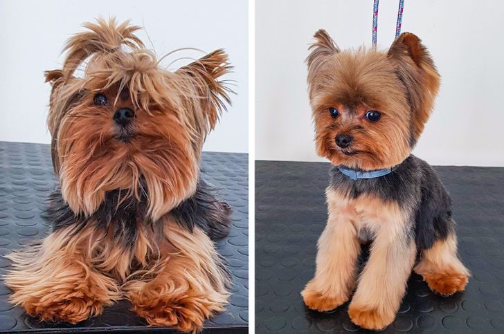 Transforming Yorkie